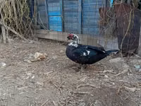 Domestic Muscovy — photo 4