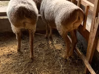 نعجة, Hissar sheep — الصورة 7