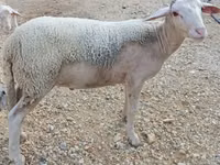 Carnero, Luzein sheep — foto 2