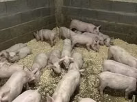 नर सूअर — फ़ोटो 1