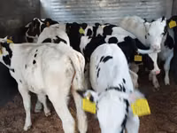 मवेशी (लॉट, लिंग निर्दिष्ट नहीं), Russian Black pied cattle — फ़ोटो 6
