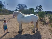 Cheval, Percheron — photo 3