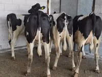 Kuh, Holstein-Rasse — Foto 4