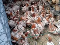 Chickens — Foto 2