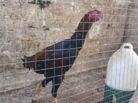 Chickens — foto 2