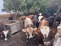 公牛, Red-spotted breed — 照片 7