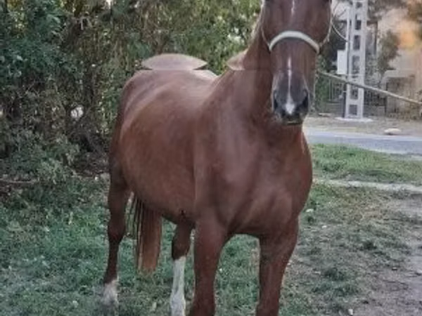 Cheval, Kisber felver