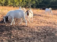 Cabro, Boer goat — foto 3