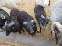 Bélier, Ouessant sheep — photo 3