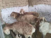 كبش, Rhon sheep — الصورة 6