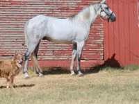 Cheval, Tennessee Walking Horse — photo 1