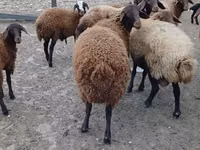 मेढ़ा, Karakul sheep — फ़ोटो 1