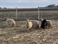 نعجة, Racka sheep — الصورة 2