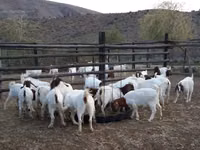 Chèvres (lot, sexe non indiqué), Boer goat — photo 2