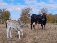 Vache, Race brune des Carpates — photo 4