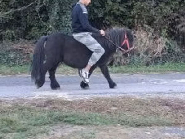 公马, Horses