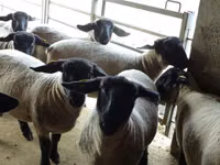 Schaf, White Suffolk sheep — Foto 4