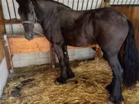 Stute, Friesian — Foto 3