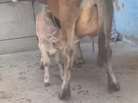 Vaca, Ganado vacuno — foto 5