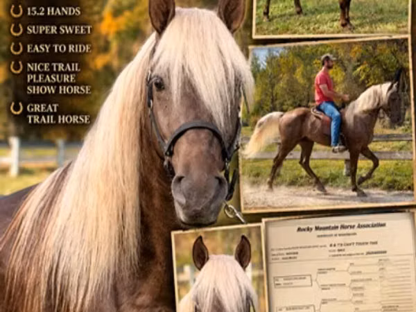Cheval, Rocky Mountain Horse