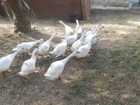 कुबान — फ़ोटो 3