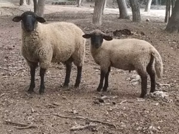 मेढ़ा, White Suffolk sheep