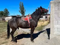 公马, Karabair horse — 照片 1