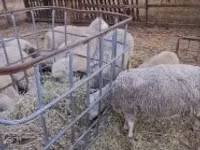 Widder, Cerry Hill sheep — Foto 3