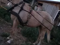 母马, Horses — 照片 3