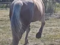Yegua, Caballos — foto 1