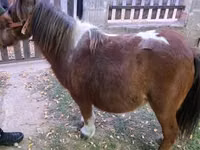 Stute, Miniature horse — Foto 5