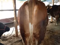 公牛, Simmental cattle — 照片 3