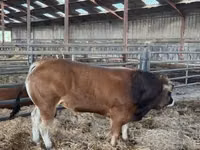 公牛, Partenaise cattle — 照片 4