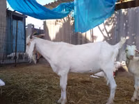Cabro, Saanen goat — foto 7
