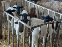 公羊, Dorper sheep — 照片 1