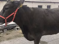 Vaca, Raza Alatau — foto 1