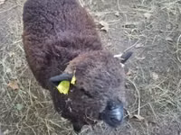 Schaf, Southdown sheep — Foto 3