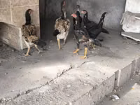 Chickens — الصورة 1