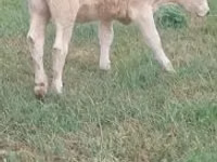 母牛, Charolais cattle — 照片 1