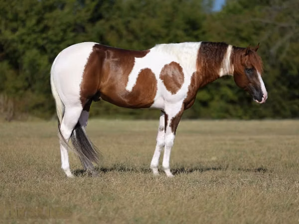公马, American paint horse