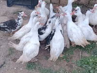 Ducks — الصورة 3