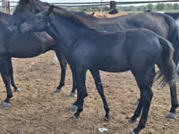 Caballos (lote, sexo no especificado), Karachay horse — foto 1