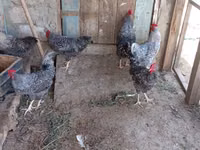 Slovenian Barred Hen — photo 4