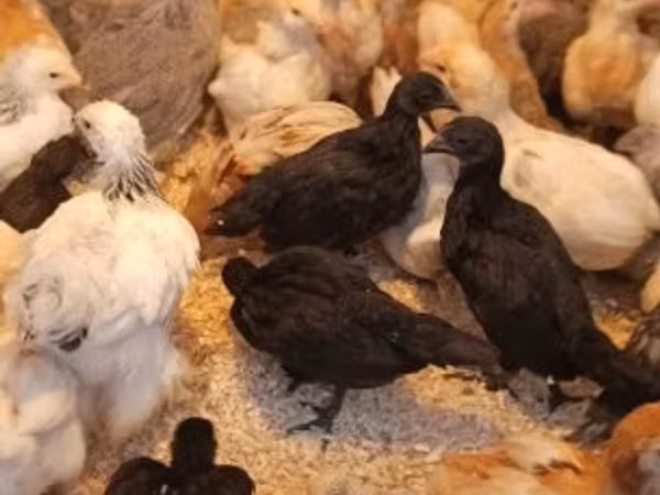 Аям чемани