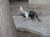 Chickens — Foto 4