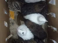 Quails — photo 2