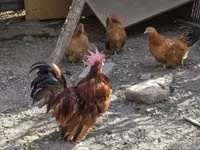 Chickens — फ़ोटो 2