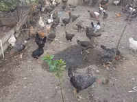 Slovenian Barred Hen — photo 5