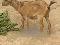 母山羊, West African dwarf goats — 照片 2