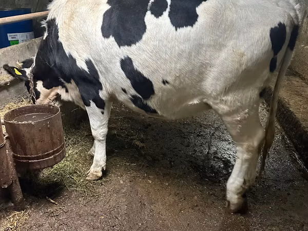 Vache, Russian Black pied cattle